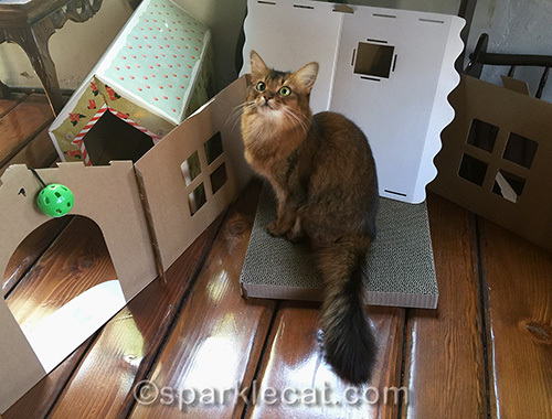 somali cat sitting in the middle of a destroyed cardboard cat house