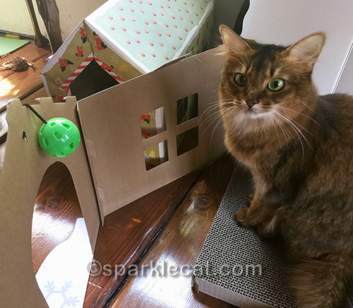 somali cat sitting on scratcher from destroyed cat playhouse