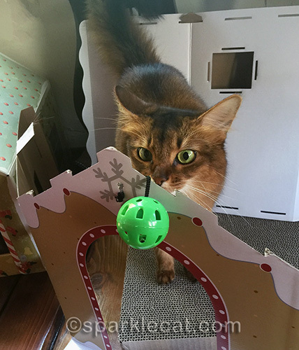 Somali cat contemplating green cat toy hanging off gingerbread cat house piece