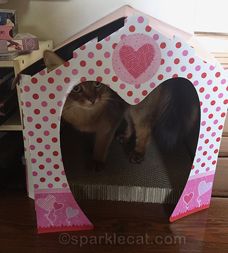 somali cat with ear sticking out of Valentine cat scratcher house