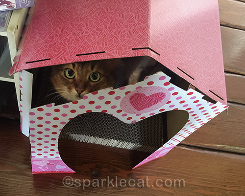 somali cat peering through opening in valentine scratcher cottage