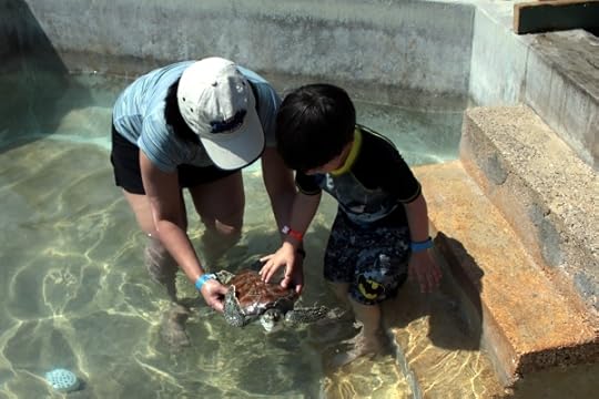 Kate and The Pip touching a baby sea turtle at the Cayman Turtle Farm.