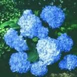 hydrangea
