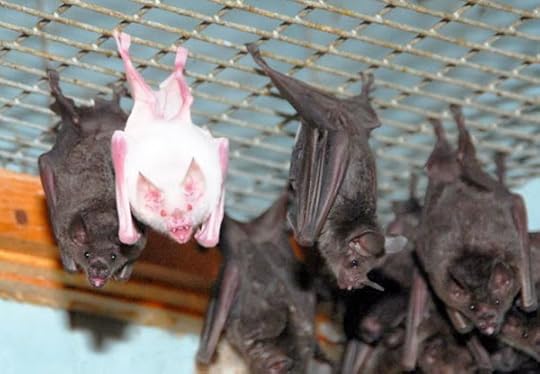 bat