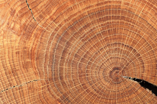 Tree rings.jpeg