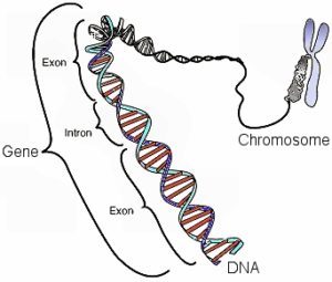 In DNA, a gene is made up of exons and introns. The exons determine the protein that is made.