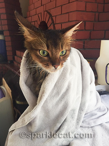 somali cat right after being bathed