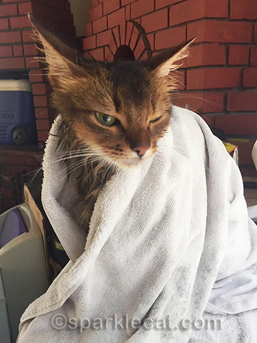 wet somali cat winking