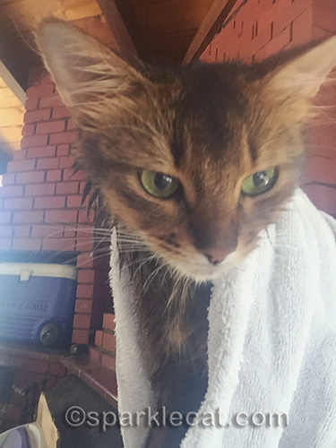 wet somali cat setting up selfie