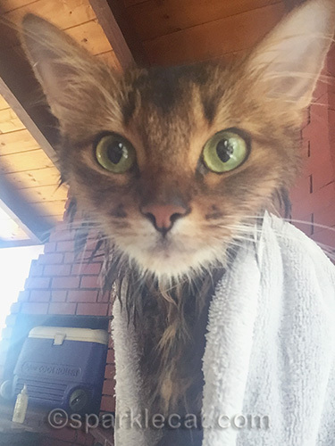 wet somali cat posing for selfie