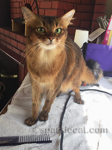 somali cat after bath and blow dry