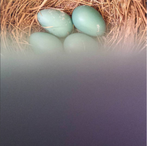 robin-eggs