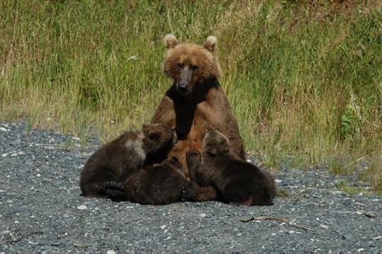 Kodiak Bear Sow Nursing Her Cubs