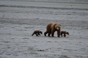 Cubs of the Year (COY)