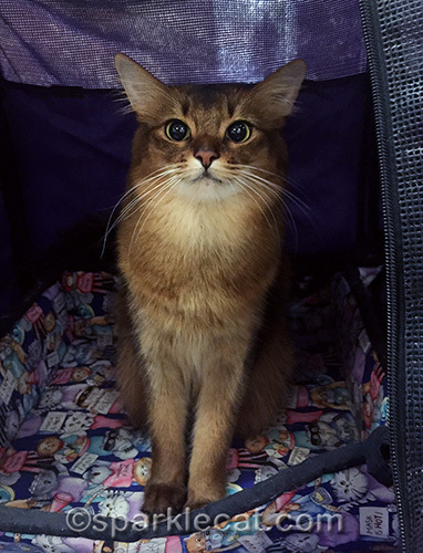 somali cat in sturdi enclosure at cat show