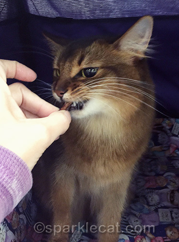 somali cat getting bacon at a cat show