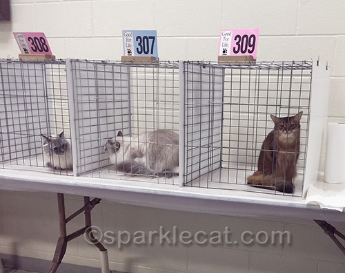 cats in a judging ring not getting along