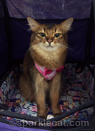 somali cat wearing pink bow harness