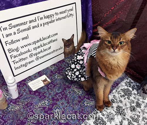 somali cat in dress, hanging out at cat show