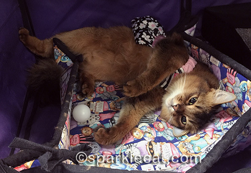 somali cat in dress waiting for a belly rub