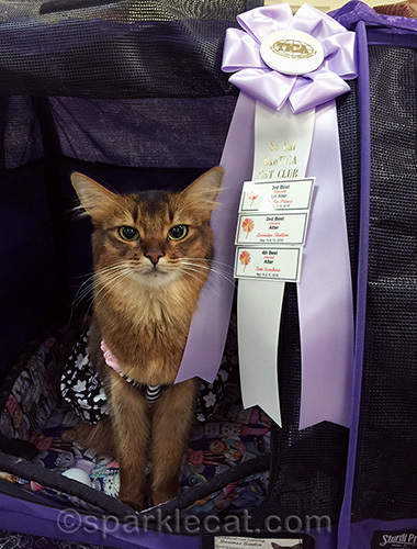 somali cat with TICA show ribbon and finals