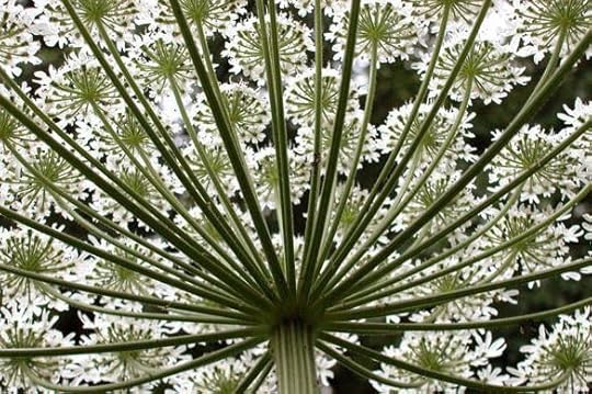 1 Giant HOgweed