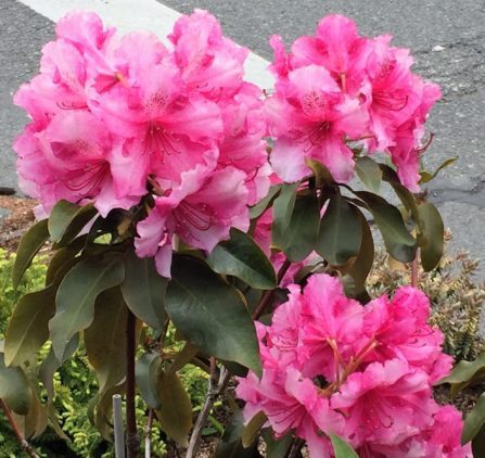 rhododendrons, Washington's state flower
