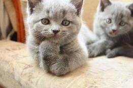 funny-cat-photobomb-14