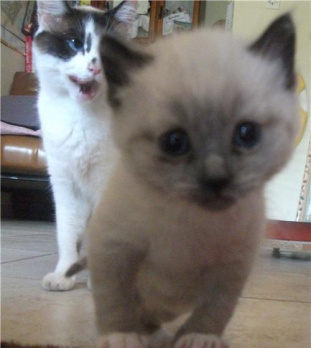 funny-cat-photobomb-35