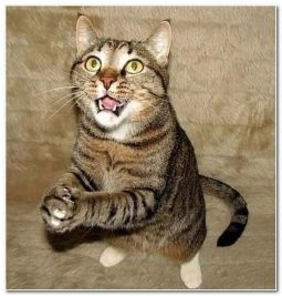 funny-cat-2_1
