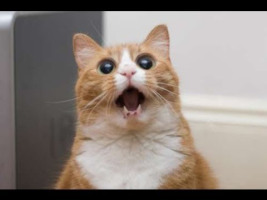 funny-cats-xd-part-6