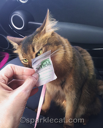 somali cat sniffing catnip sample