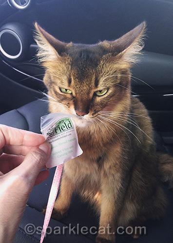 somali cat getting high on catnip sample