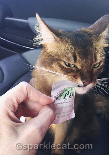 somali cat getting very high on catnip sample
