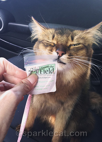 somali cat getting very, very high on catnip sample