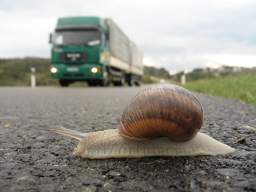 Rain_in_Spain_snail