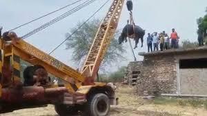 Image result for buffalo on the roof