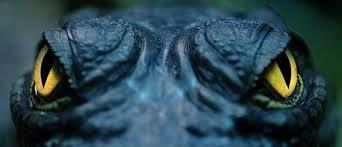 Image result for crocodile eyes
