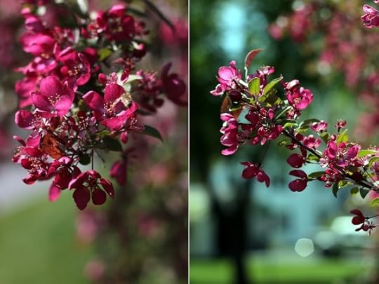 Two pictures of the flowers on the ornamental cherry tree in our yard.