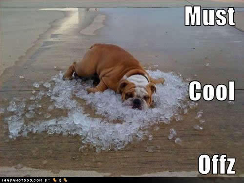  photo funny-dog-pictures-cool-offz_zpscaia9arz.jpg