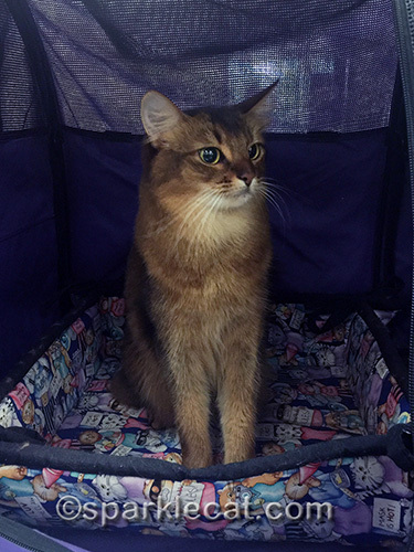 somali cat not posing in her sturdi enclosure at a cat show
