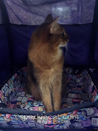 somali cat not looking at camera