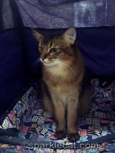 somali cat looking in the other direction in her sturdi enclosure