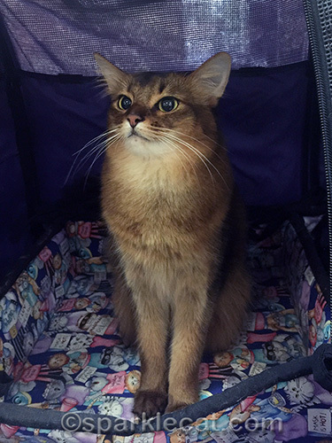 somali cat posing and not looking at camera