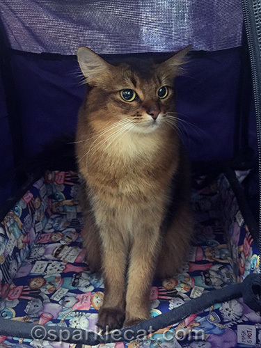somali cat still refusing to look at camera