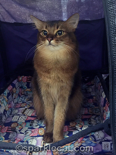 somali cat looking away from camera again