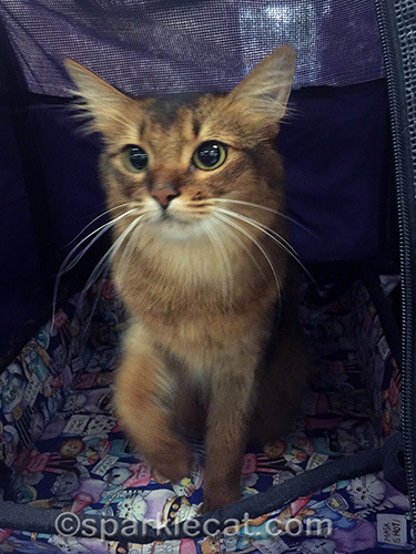 somali cat walking out of her sturdi enclosure