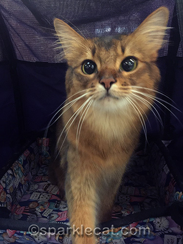 somali cat demanding a treat