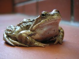 MINOLTA DIGITAL CAMERA