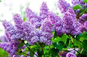 lilacs